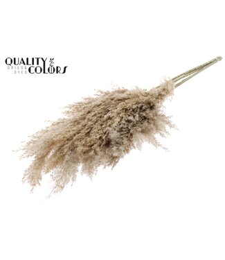 QC Plumes de Pampas Séchées | Naturel | Longueur ± 70 centimètres | 10 plumes par bouquet | Par bouquet