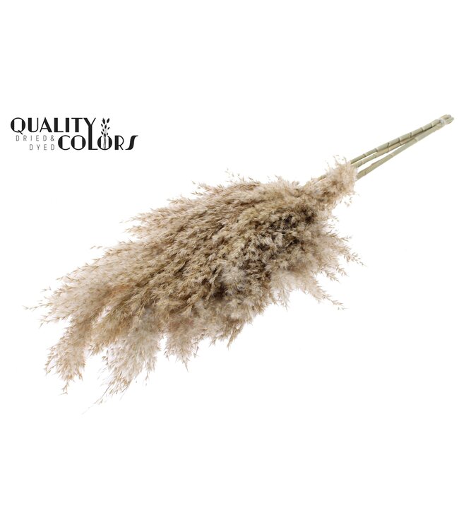 Plumes de Pampas Séchées | Naturel | Longueur ± 70 centimètres | 10 plumes par bouquet | À commander par bouquet
