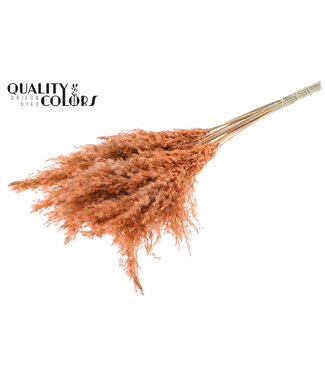 QC Plumes de Pampas Séchées | Saumon Givré | Longueur ± 70 centimètres | 10 plumes par bouquet | Par bouquet