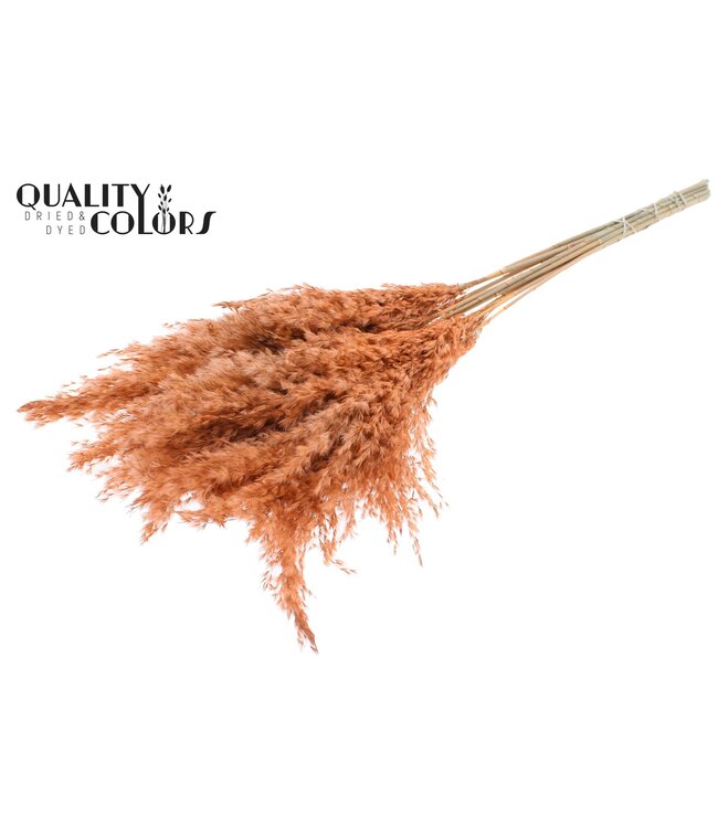 Plumes de Pampas Séchées | Couleur Saumon Givré | Longueur ± 70 centimètres | 10 plumes par bouquet | À commander par bouquet