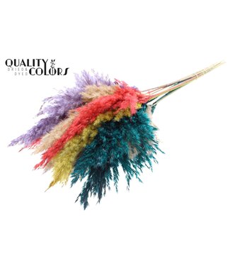 QC Plumes de Pampas Séchées | Mélange de Couleurs 5 | Longueur ± 70 centimètres | 10 plumes par bouquet | Par bouquet