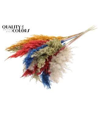 QC Plumes de Pampas Séchées | Mélange de Couleurs 6 | Longueur ± 70 centimètres | 10 plumes par bouquet | Par bouquet
