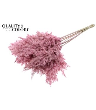 QC Plumes de Pampas Séchées | Rose Givré | Longueur ± 70 centimètres | 10 plumes par bouquet | Par bouquet