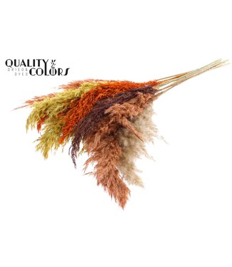 QC Plumes de Pampas Séchées | Mélange de Couleurs 3 | Longueur ± 70 centimètres | 10 plumes par bouquet | Par bouquet