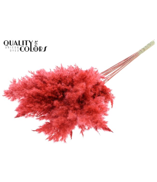 Plumes de Pampas Séchées | Couleur Corail | Longueur ± 70 centimètres | 10 plumes par bouquet | À commander par bouquet