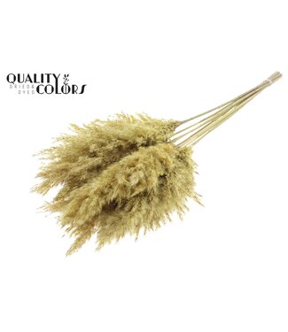 QC Plumes de Pampas Séchées | Jaune Givré | Longueur ± 70 centimètres | 10 plumes par bouquet | Par bouquet