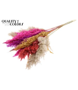 QC Plumes de Pampas Séchées | Mélange de Couleurs 10 | Longueur ± 70 centimètres | 10 plumes par bouquet | Par bouquet