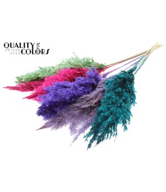 QC Plumes de Pampas Séchées | Mélange de Couleurs 7 | Longueur ± 70 centimètres | 10 plumes par bouquet | Par bouquet