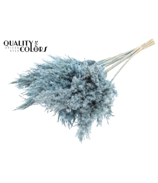 Plumes de Pampas Séchées | Bleu Clair Givré | Longueur ± 70 centimètres | 10 plumes par bouquet | À commander par bouquet