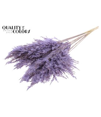 QC Plumes de Pampas Séchées | Milka Givré | Longueur ± 70 centimètres | 10 plumes par bouquet | Par bouquet