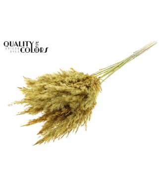 QC Plumes de Pampas Séchées | Jaune | Longueur ± 70 centimètres | 10 plumes par bouquet | Par bouquet