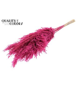 QC Plumes de Pampas Séchées | Couleur Cerise Givrée | Longueur ± 70 centimètres | 10 plumes par bouquet | Par bouquet