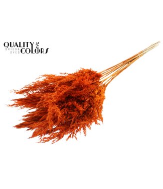 QC Plumes de Pampas Séchées | Orange | Longueur ± 70 centimètres | 10 plumes par bouquet | Par bouquet