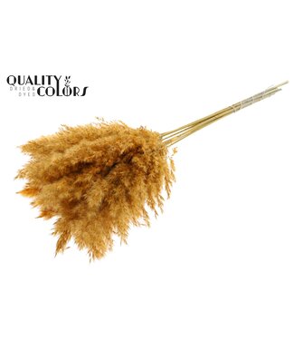 QC Plumes de Pampas Séchées | Couleur Abricot | Longueur ± 70 centimètres | 10 plumes par bouquet | Par bouquet