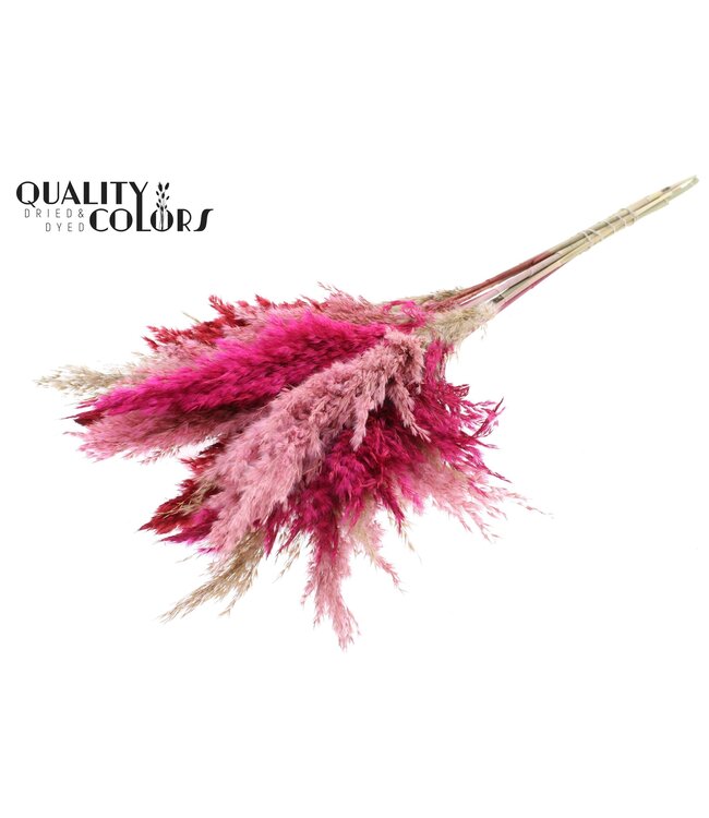 Plumes de Pampas Séchées | Lady Mix | Longueur ± 70 centimètres | 10 plumes par bouquet | À commander par bouquet