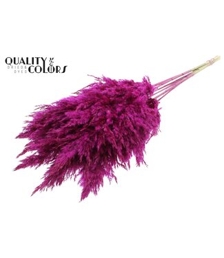 QC Plumes de Pampas Séchées | Lilas | Longueur ± 70 centimètres | 10 plumes par bouquet | Par bouquet