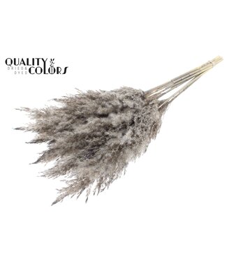 QC Plumes de Pampas Séchées | Gris Givré | Longueur ± 70 centimètres | 10 plumes par bouquet | Par bouquet
