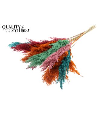 QC Plumes de Pampas Séchées | Mélange de Couleurs Summer Sorbet | Longueur ± 70 centimètres | 10 plumes par bouquet | Par bouquet