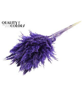 QC Plumes de Pampas Séchées | Violet | Longueur ± 70 centimètres | 10 plumes par bouquet | Par bouquet