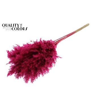 QC Plumes de Pampas Séchées | Couleur Cerise | Longueur ± 70 centimètres | 10 plumes par bouquet | Par bouquet