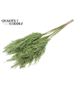 QC Plumes de Pampas Séchées | Vert clair | Longueur ± 70 centimètres | 10 plumes par bouquet | Par bouquet