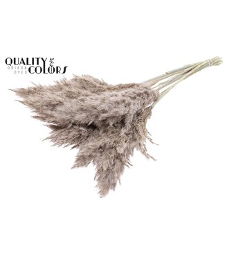 QC Plumes de Pampa Séchées | Blanc Givré | Longueur ± 70 centimètres | 10 plumes par bouquet | Par bouquet