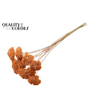 QC Achillea Parker taille S fleurs séchées | Saumon Givré | Longueur ± 68 centimètres | 15 fleurs par bouquet | Par bouquet