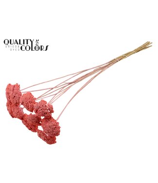 QC Achillea Parker taille S fleurs séchées | Rose Givré | Longueur ± 68 centimètres | 15 fleurs par bouquet | Par bouquet