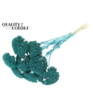 QC Achillea Parker taille S fleurs séchées | Turquoise Givré | Longueur ± 68 centimètres | 15 fleurs par bouquet | Par bouquet