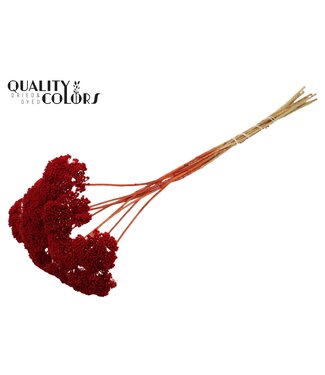 QC Achillea Parker taille S fleurs séchées | Rouge | Longueur ± 68 centimètres | Par 300 fleurs