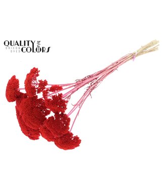 QC Achillea Parker taille S fleurs séchées | Couleur corail | Longueur ± 68 centimètres | Par 300 fleurs