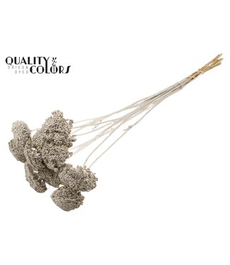 QC Achillea Parker fleurs séchées | Platine | Longueur ± 68 centimètres | Par 200 fleurs