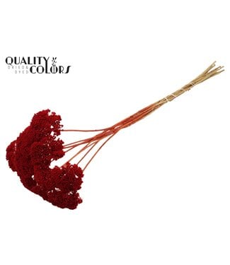 QC Achillea Parker fleurs séchées | Rouge | Longueur ± 68 centimètres | 10 fleurs par bouquet | Par bouquet