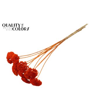 QC Achillea Parker fleurs séchées | Orange | Longueur ± 68 centimètres | Par 200 fleurs