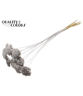 QC Achillea Parker taille S fleurs séchées | Couleur argentée | Longueur ± 68 centimètres | 15 fleurs par bouquet | Par bouquet