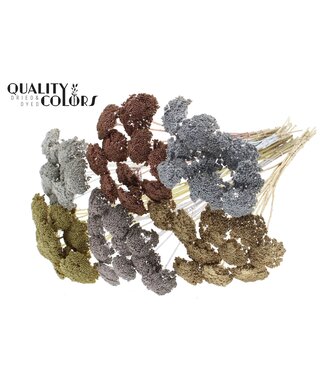 QC Achillea Parker fleurs séchées | Mélange de couleurs métalliques | Longueur ± 68 centimètres | Par 100 fleurs