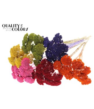 QC Achillea Parker taille S fleurs séchées | Mélange de couleurs | Longueur ± 68 centimètres | Par 150 fleurs