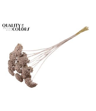 QC Achillea Parker taille S fleurs séchées | Couleur champagne | Longueur ± 68 centimètres | 15 fleurs par bouquet | Par bouquet