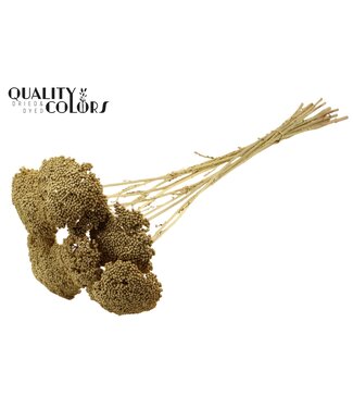 QC Achillea Parker taille S fleurs séchées | Couleur dorée | Longueur ± 68 centimètres | 15 fleurs par bouquet | Par bouquet