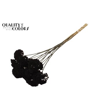 QC Achillea Parker taille S fleurs séchées | Noir | Longueur ± 68 centimètres | 15 fleurs par bouquet | Par bouquet