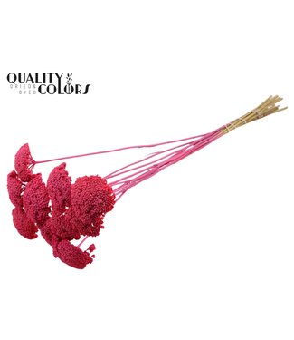 QC Achillea Parker taille S fleurs séchées | Cerise Givrée | Longueur ± 68 centimètres | 15 fleurs par bouquet | Par bouquet