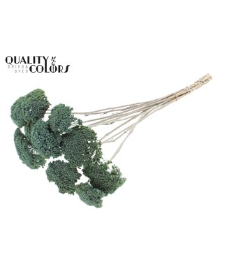 QC Achillea Parker taille S fleurs séchées | Givré Bleu Clair | Longueur ± 68 centimètres | Par 300 fleurs