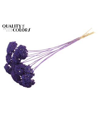 QC Achillea Parker taille S fleurs séchées | Violet Givré | Longueur ± 68 centimètres | 15 fleurs par bouquet | Par bouquet
