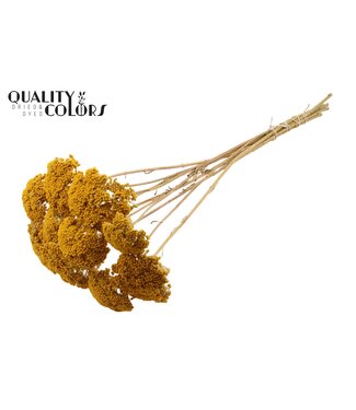 QC Achillea Parker taille S fleurs séchées | Jaune Naturel | Longueur ± 68 centimètres | Par 300 fleurs