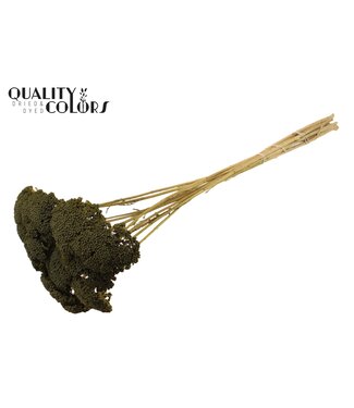 QC Achillea Parker taille S fleurs séchées | Vert olive | Longueur ± 68 centimètres | 15 fleurs par bouquet | Par bouquet