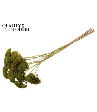QC Achillea Parker taille S fleurs séchées | Vert clair | Longueur ± 68 centimètres | Par 300 fleurs