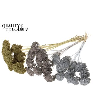 QC Achillea Parker fleurs séchées | Mélange de couleurs Jour de mariage | Longueur ± 68 centimètres | Par 200 fleurs