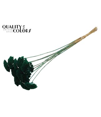 QC Achillea Parker fleurs séchées | Turquoise | Longueur ± 68 centimètres | 10 fleurs par bouquet | Par bouquet