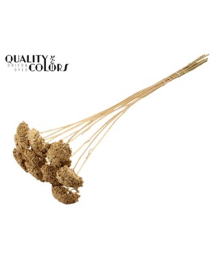 QC Achillea Parker taille S fleurs séchées | Or Antique | Longueur ± 68 centimètres | Par 300 fleurs