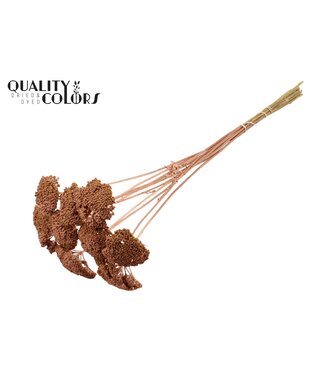 QC Achillea Parker taille S fleurs séchées | Cuivré | Longueur ± 68 centimètres | 15 fleurs par bouquet | Par bouquet